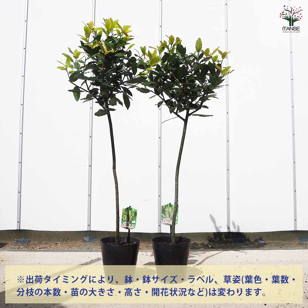 香り月桂樹 【花木苗 6号／1個売り】｜ 【植物のITANSE】全品