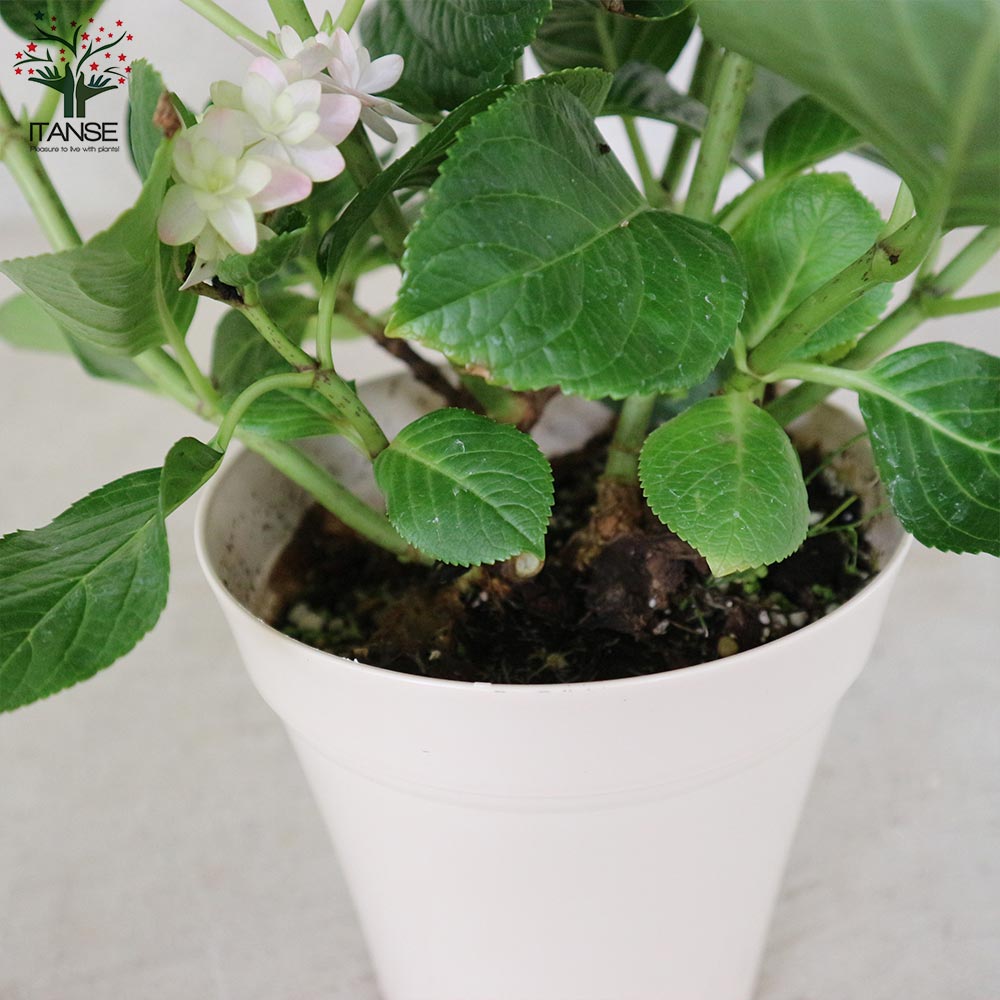 アジサイ ダンスパーティー ピンク【花苗5号鉢／1個売り】｜ 【植物の