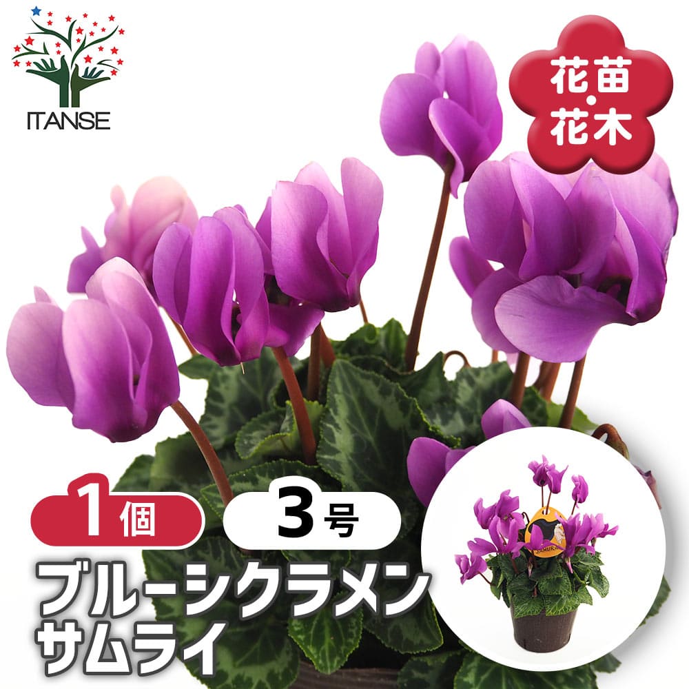 ブルーシクラメン サムライ 【花苗 3号／1個売り】