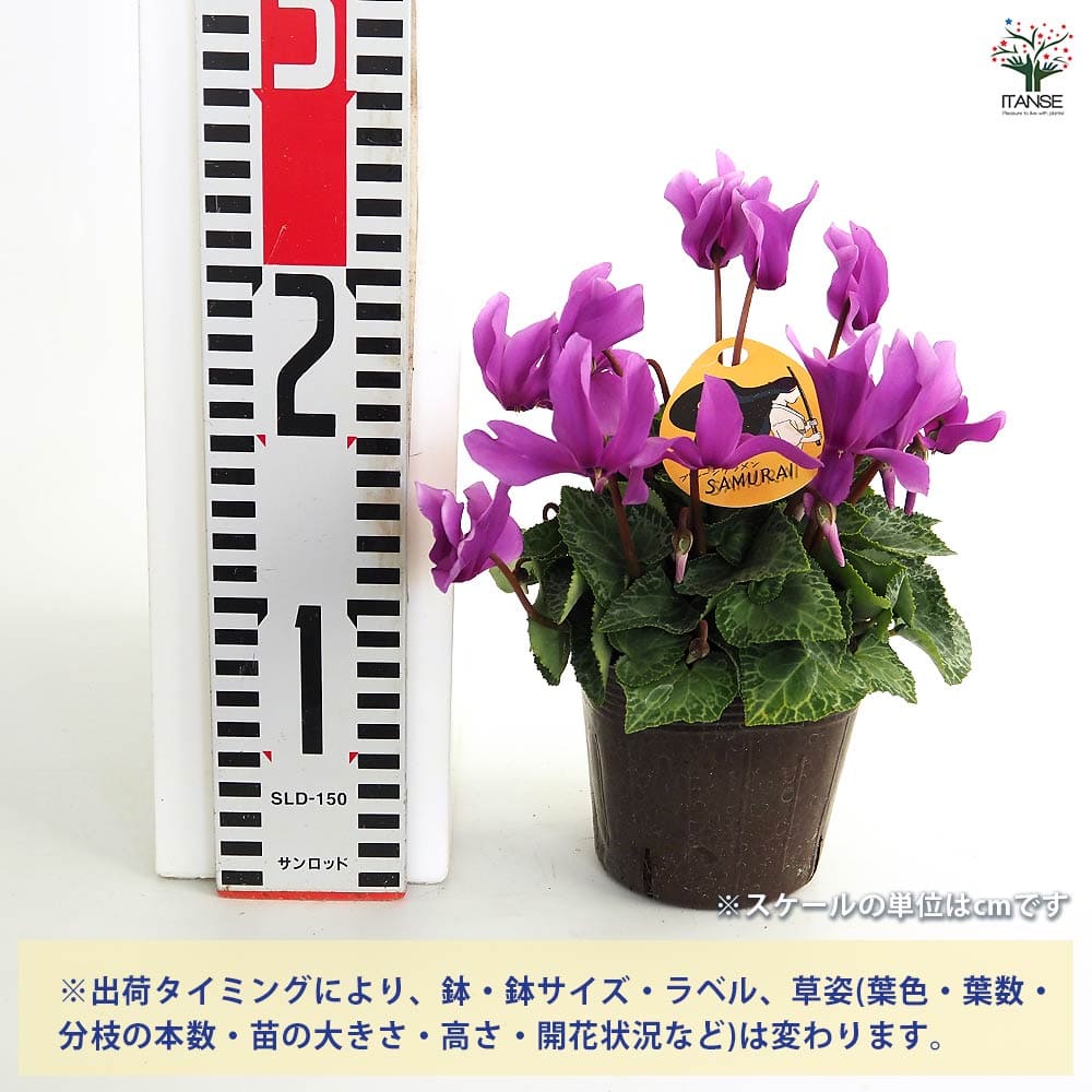ブルーシクラメン サムライ 【花苗 3号／1個売り】