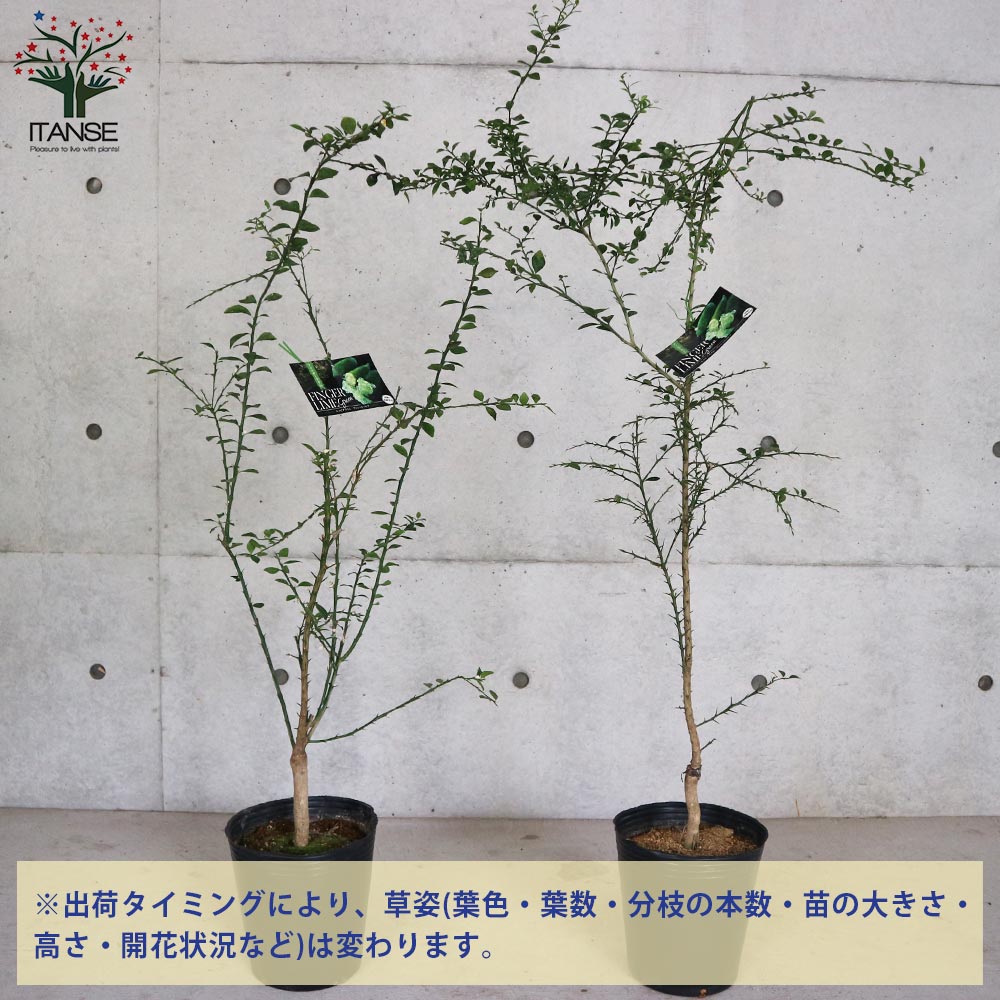 果樹 約1.3メートル　ライム苗木 Amazon.co.jp: ITANSE デザートライム 接木苗 15cmポット