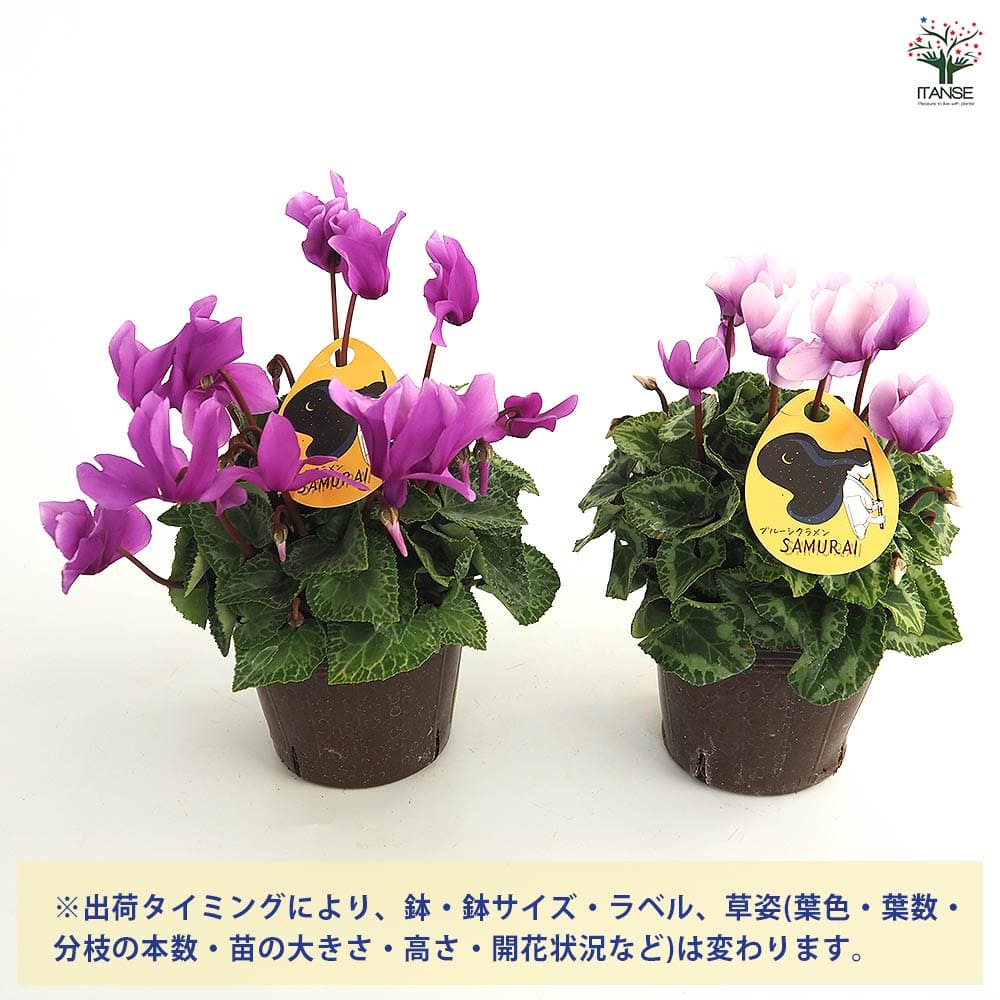 ブルーシクラメン サムライ 【花苗 3号／1個売り】