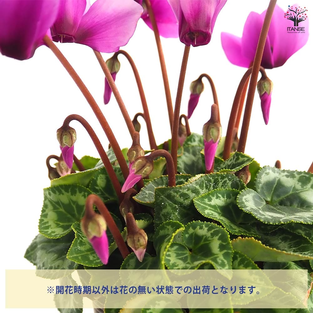 ブルーシクラメン サムライ 【花苗 3号／1個売り】｜ 【植物の