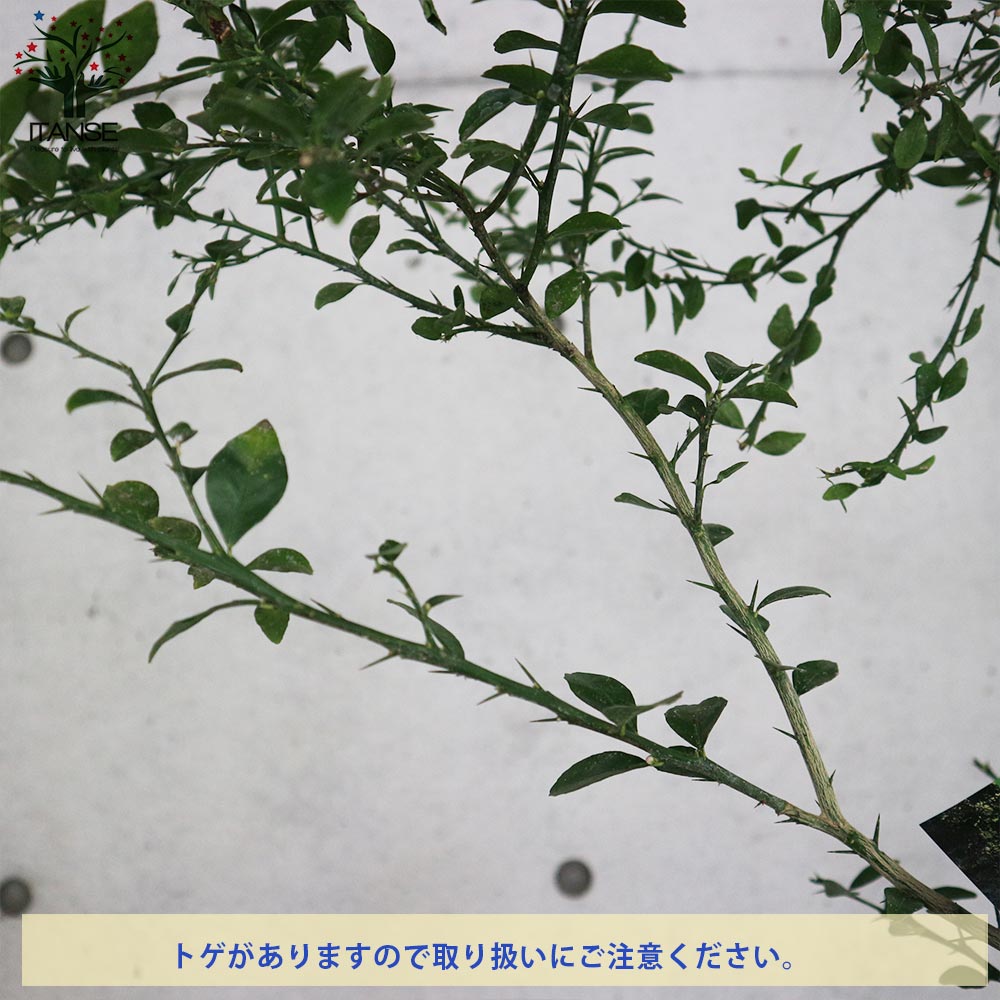 果樹 約1.3メートル　ライム苗木 ライムの苗木 タヒチライム 果樹の苗木 6号 接木苗/1個売り 果樹