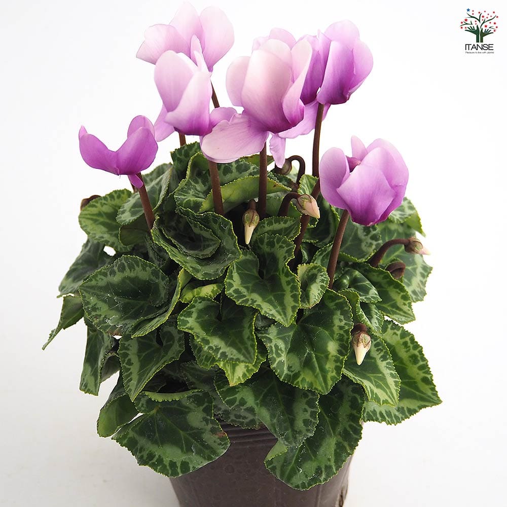 ブルーシクラメン サムライ 【花苗 3号／1個売り】