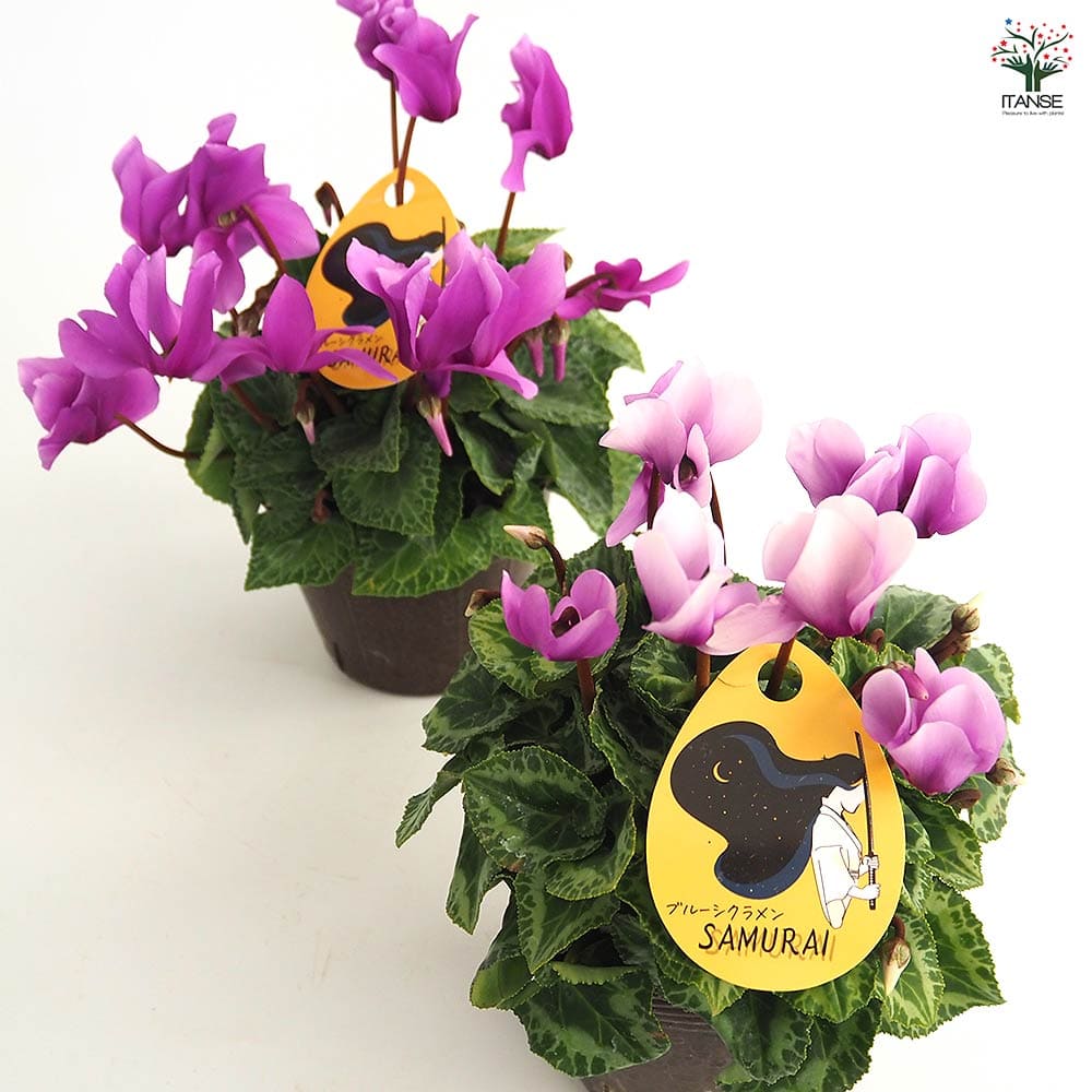 ブルーシクラメン サムライ 【花苗 3号／1個売り】