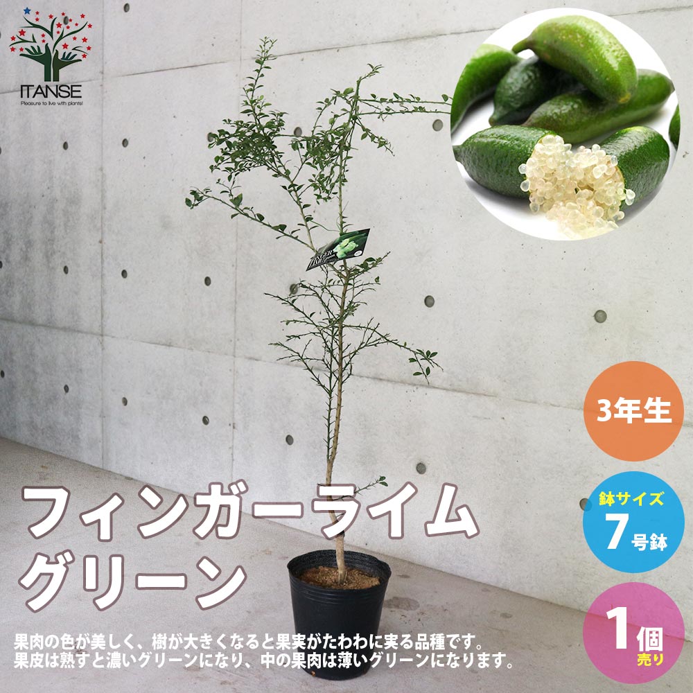 4年生　果実つき　フィンガーライム接木苗 樹高90センチ　ワイルドホワイト 4年生 果実肥大中 フィンガーライム接木苗／樹高90㌢ ワイルドホワイト