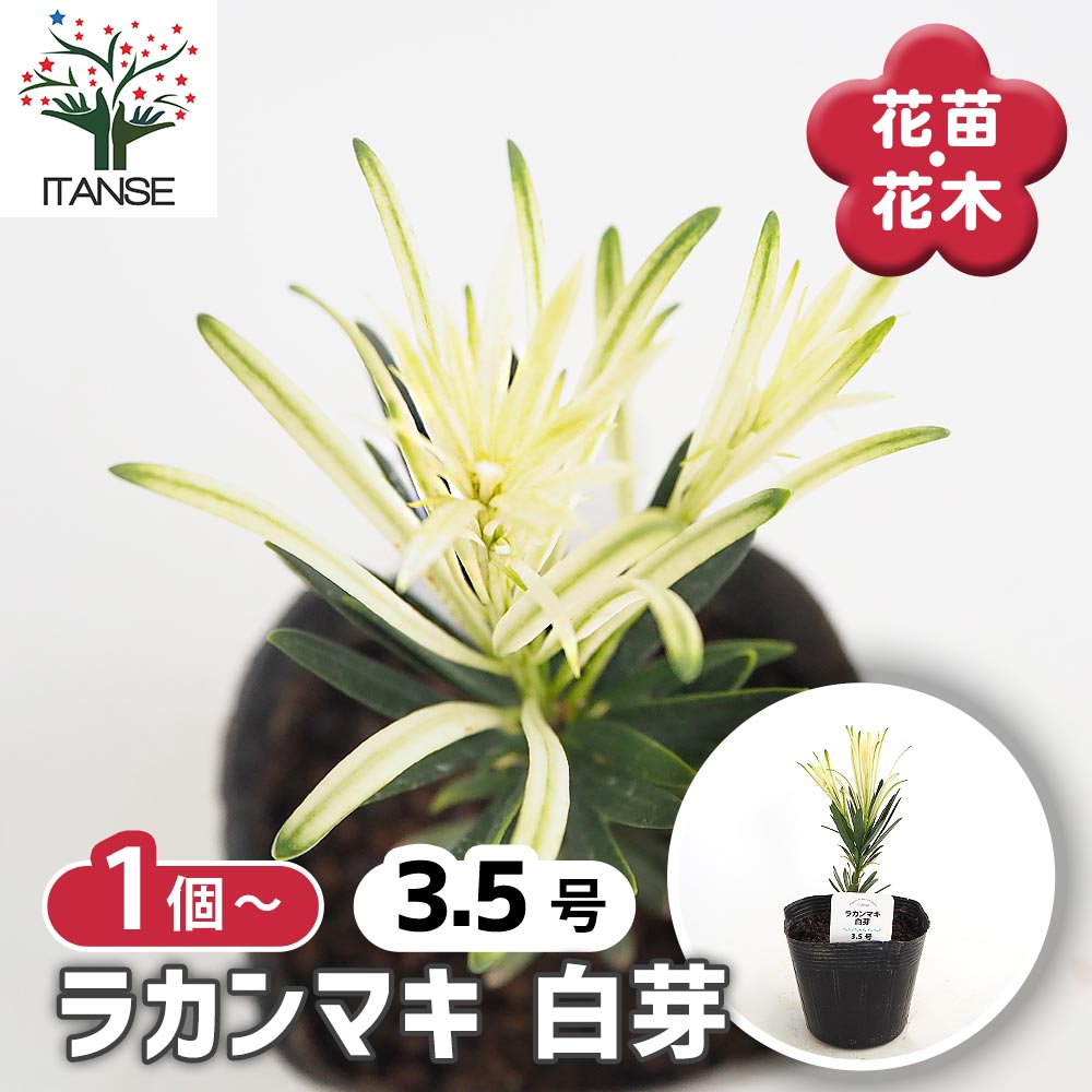 ラカンマキ 白芽 【庭木 3.5号】｜ 【植物のITANSE】全品送料