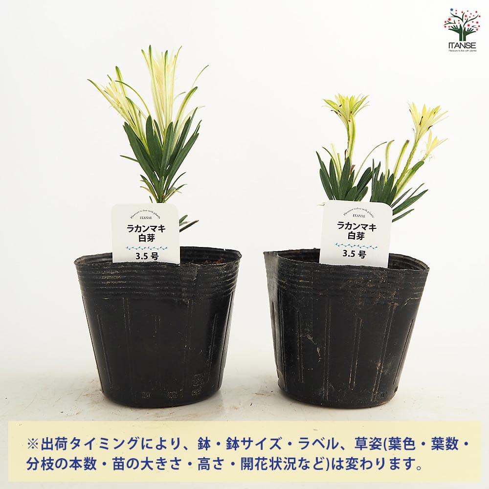 ラカンマキ 白芽 【庭木 3.5号】｜ 【植物のITANSE】全品送料