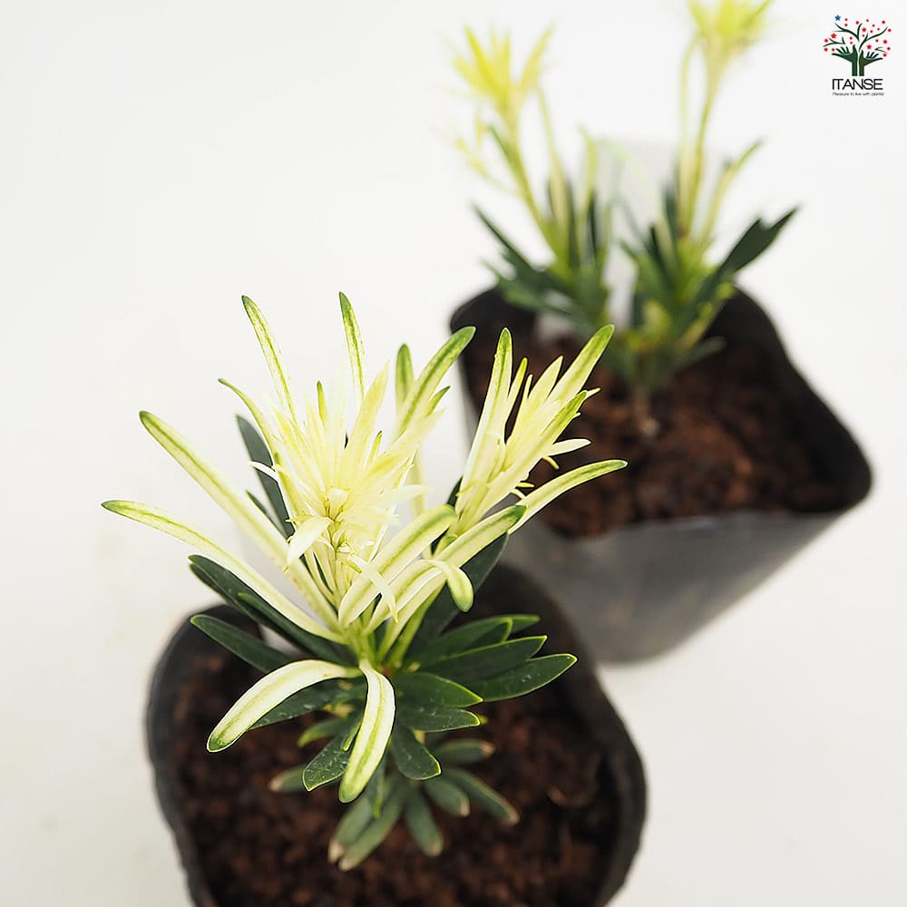 ラカンマキ 白芽 【庭木 3.5号】｜ 【植物のITANSE】全品送料