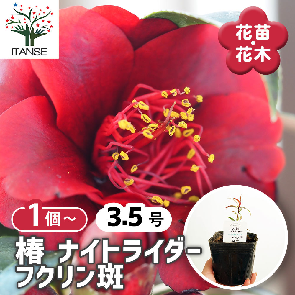 椿(ツバキ)の苗木 ナイトライダー フクリン斑 【花木苗 3.5号