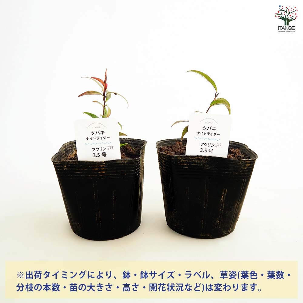 椿(ツバキ)の苗木 ナイトライダー フクリン斑 【花木苗 3.5号