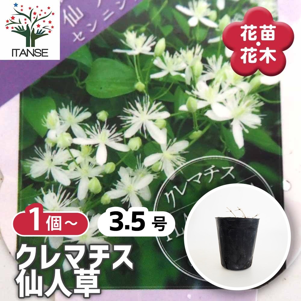 クレマチス 仙人草 【花苗 3.5号】｜ 【植物のITANSE】全品送料