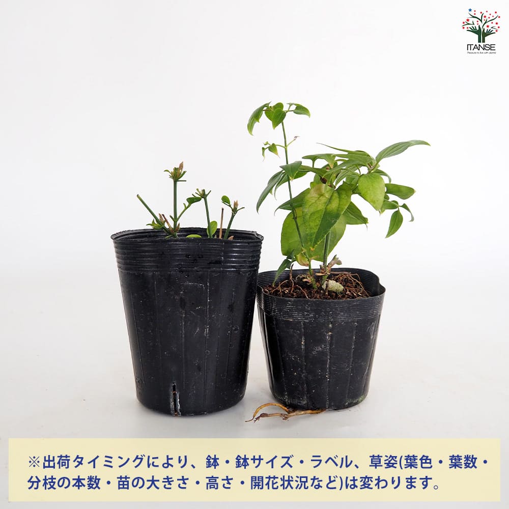クレマチス 仙人草 【花苗 3.5号】｜ 【植物のITANSE】全品送料