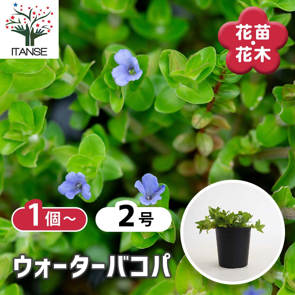 ウォーターバコパ 【花苗 2号】