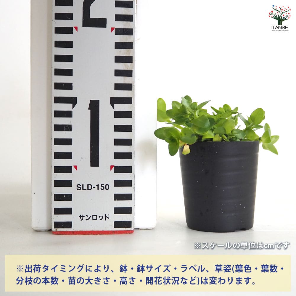 ウォーターバコパ 【花苗 2号】