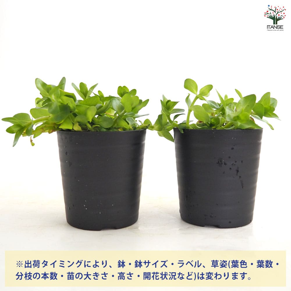 ウォーターバコパ 【花苗 2号】