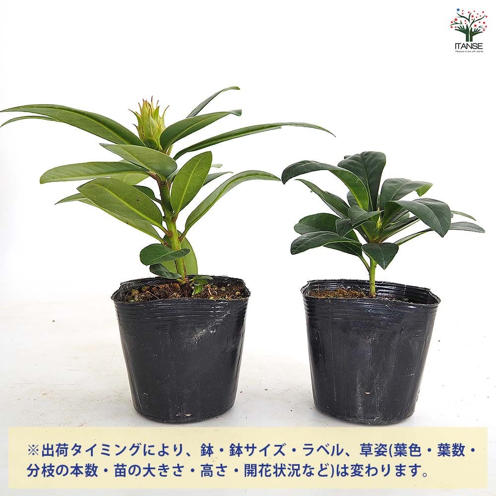 シャクナゲ スーパーローディーエウロパ 【花木苗 3.5号】｜ 【植物の