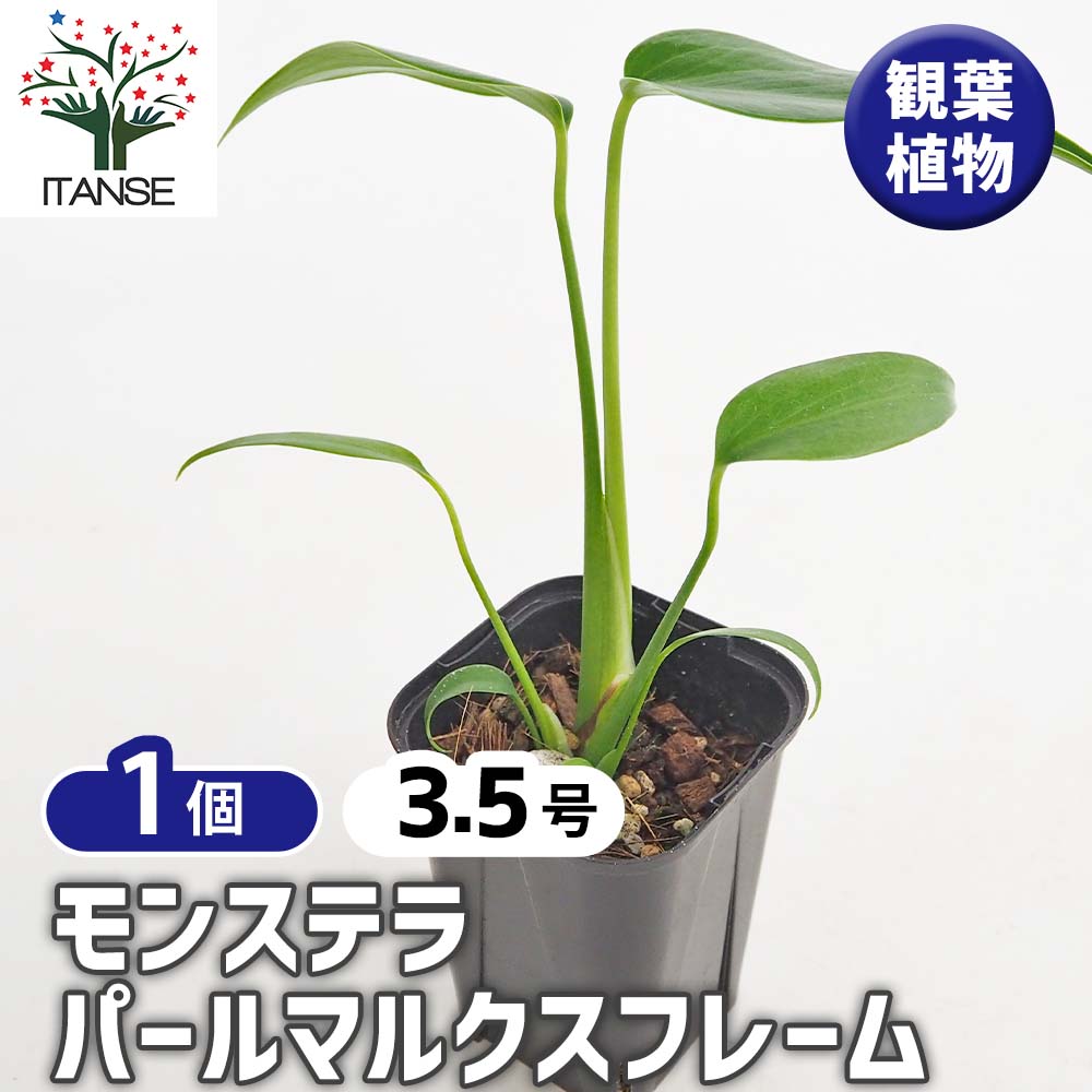 モンステラ  バールマルクスフレーム 園芸ネット本店｜モンステラ：バールマルクスフレーム 6号鉢植え26-02