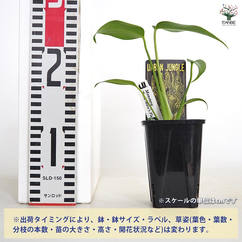 モンステラ バールマルクスフレーム 【観葉植物 3.5号／1個売り