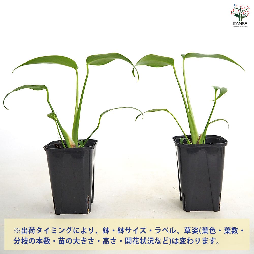 モンステラ バールマルクスフレーム 【観葉植物 3.5号／1個売り