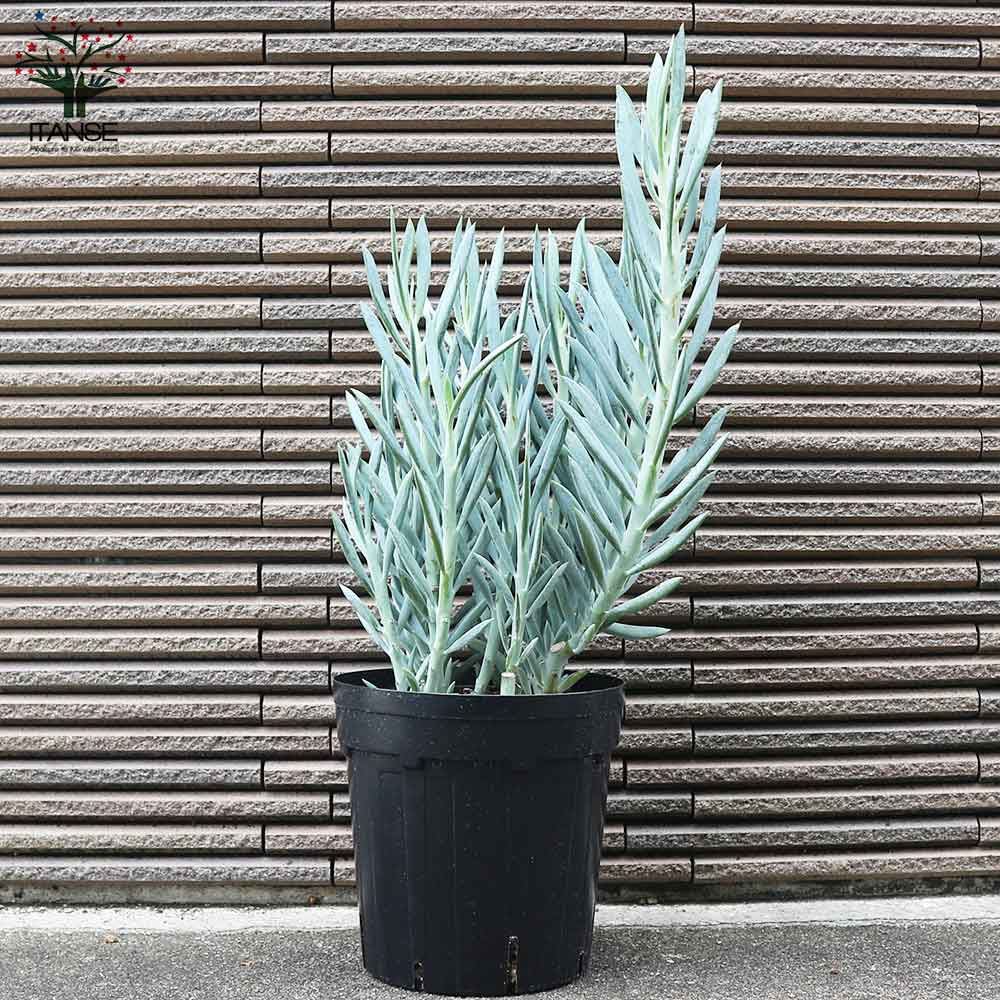 多肉植物 セネシオ・マントラリカスエ【多肉植物 6号ポット／1個売り