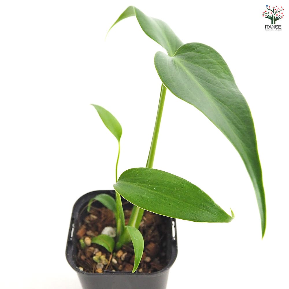 モンステラ バールマルクスフレーム 【観葉植物 3.5号／1個売り