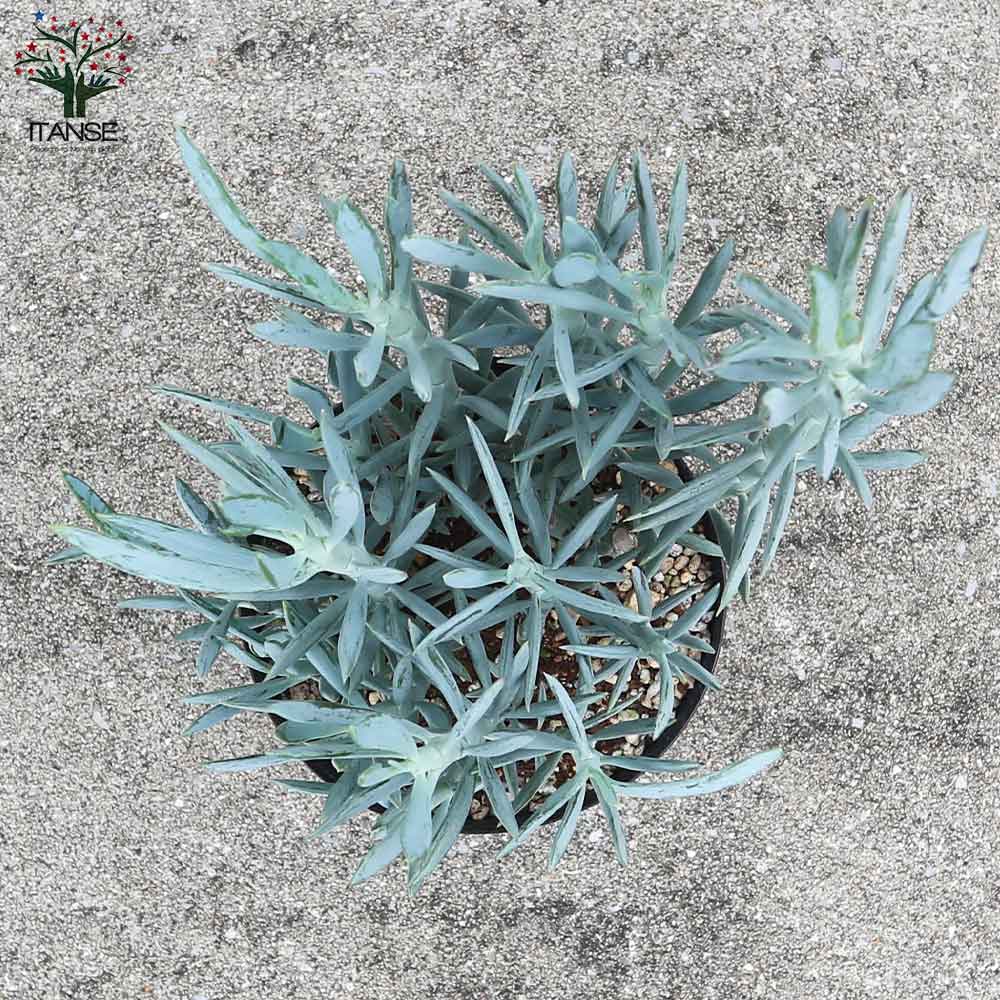 多肉植物 セネシオ・マントラリカスエ【多肉植物 6号ポット／1個売り