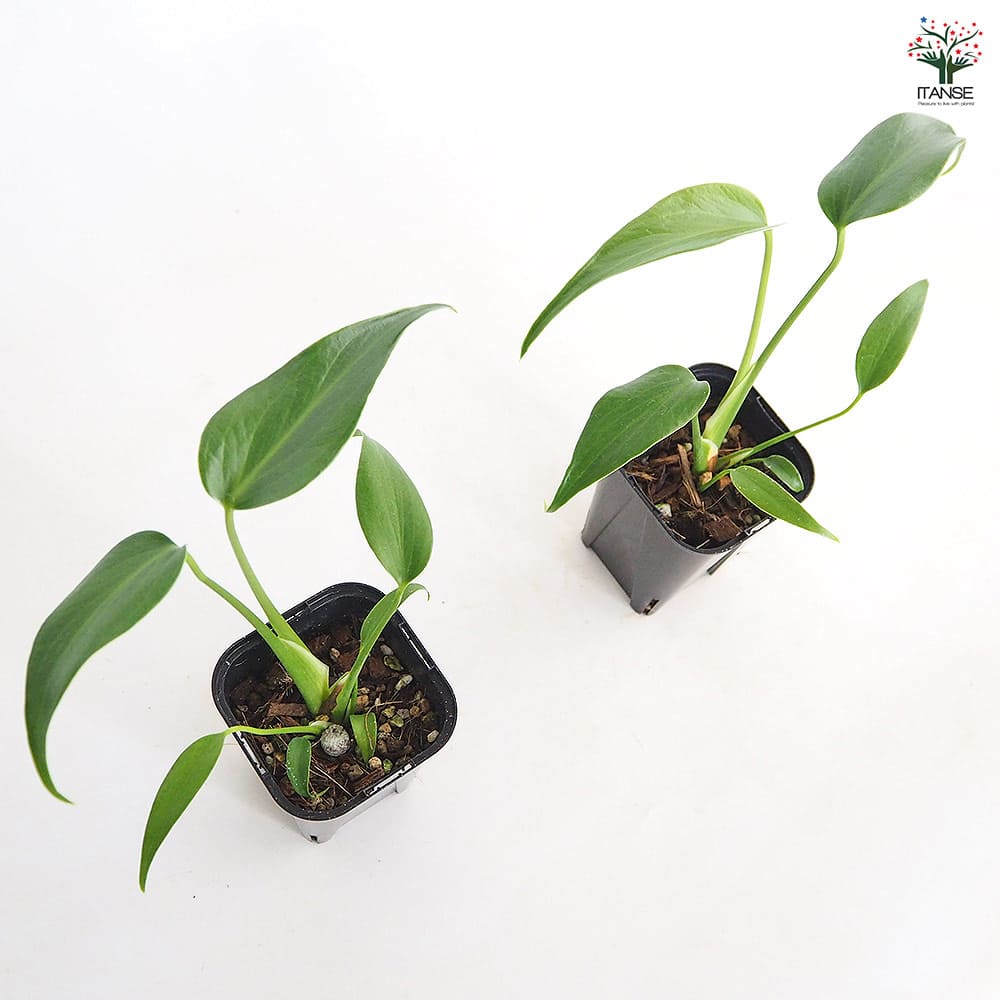 モンステラ バールマルクスフレーム 【観葉植物 3.5号／1個売り