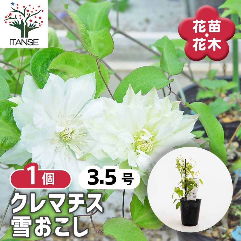 クレマチス 雪おこし 【花苗 3.5号／1個売り】｜ 【植物のITANSE