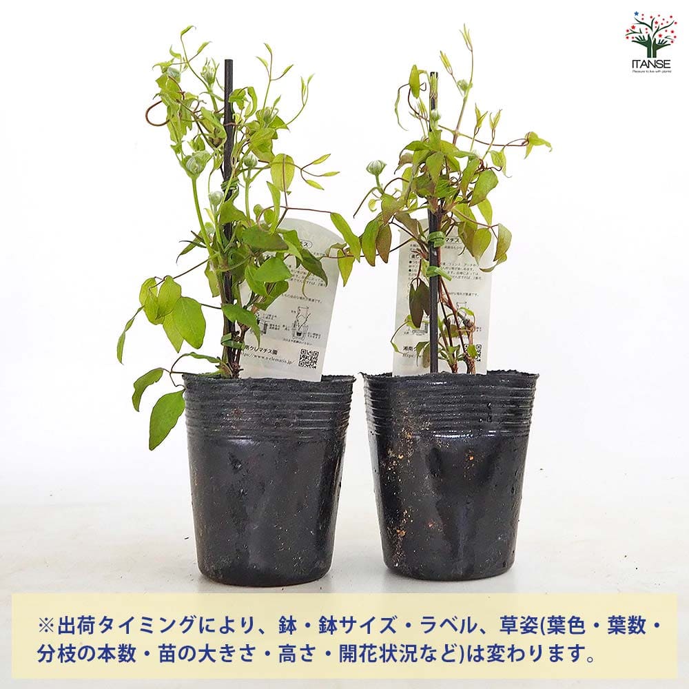 クレマチス 雪おこし 【花苗 3.5号／1個売り】｜ 【植物のITANSE
