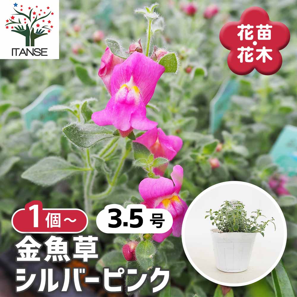 キンギョソウ(金魚草) シルバーピンク 【花苗 3.5号】｜ 【植物の