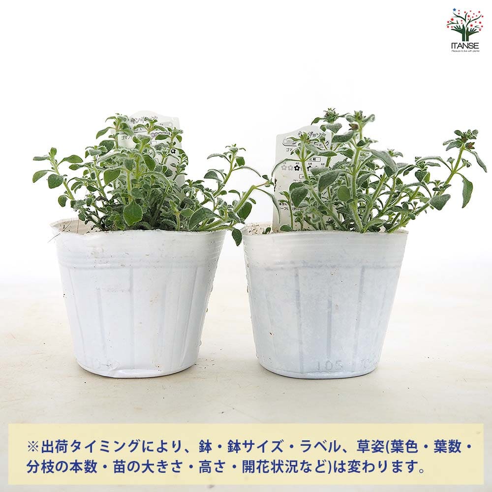 キンギョソウ(金魚草) シルバーピンク 【花苗 3.5号】｜ 【植物の
