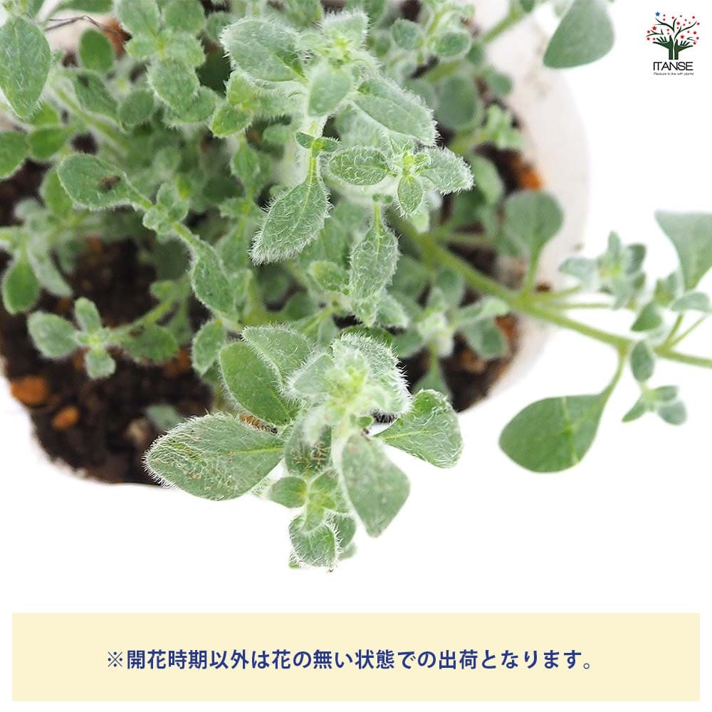 キンギョソウ(金魚草) シルバーピンク 【花苗 3.5号】｜ 【植物の