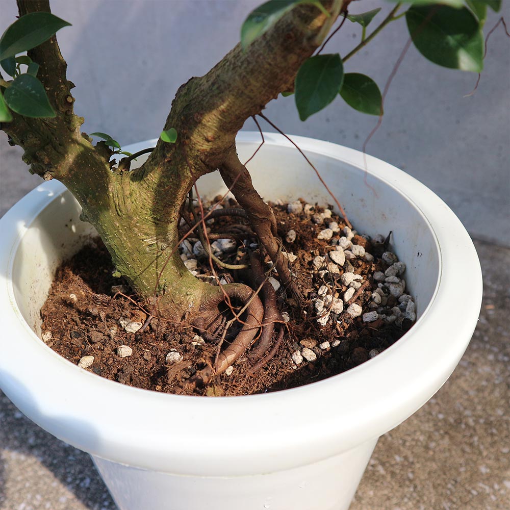 フィカス ナナ ゴムの木の仲間【観葉植物 8号鉢／1個売り】｜ 【植物の