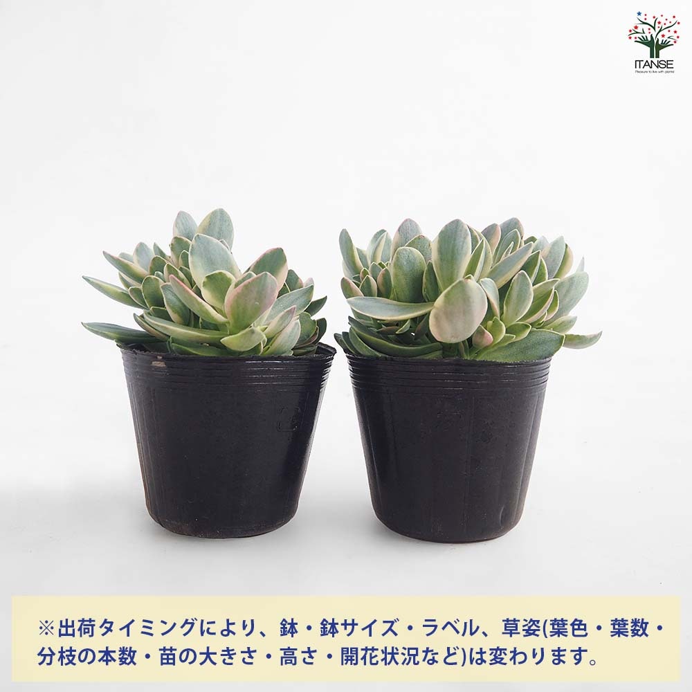 クラッスラ マネーメーカー 【多肉植物 2.5号】｜ 【植物の