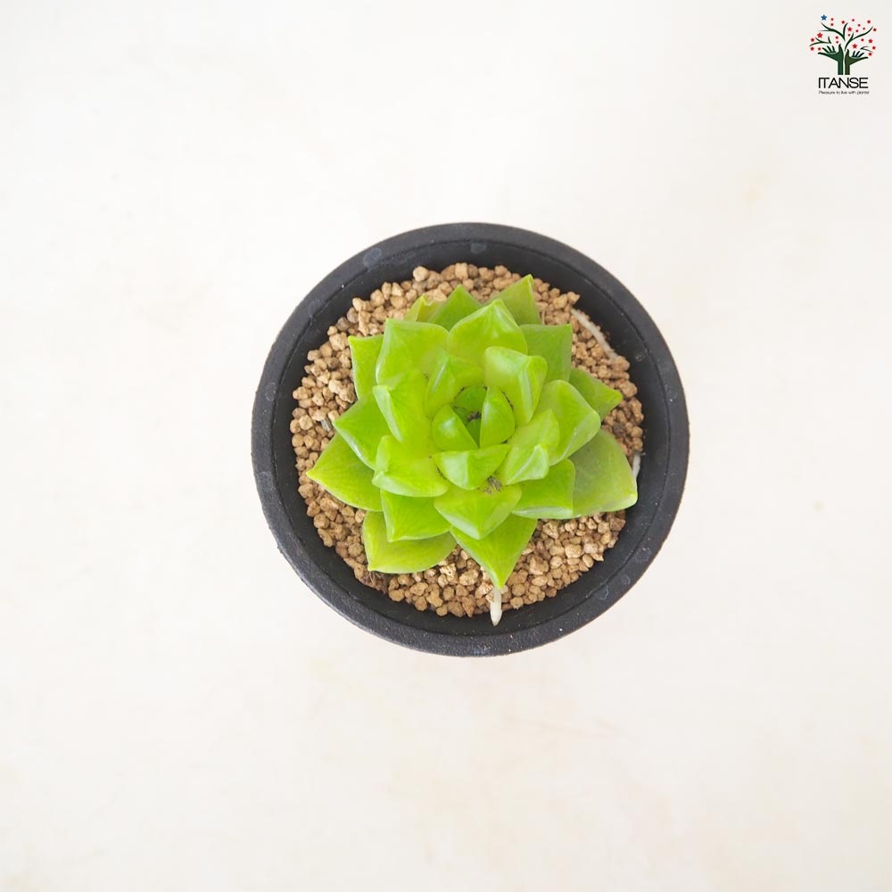 ハオルチア シンビフォルミス Fr.Brown 【多肉植物 2.5号／1個売り