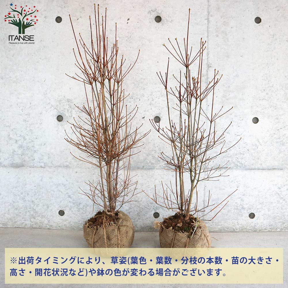 ドウダンツツジ (満天星躑躅)【花苗 根巻大苗／1個売り】｜ 【植物の