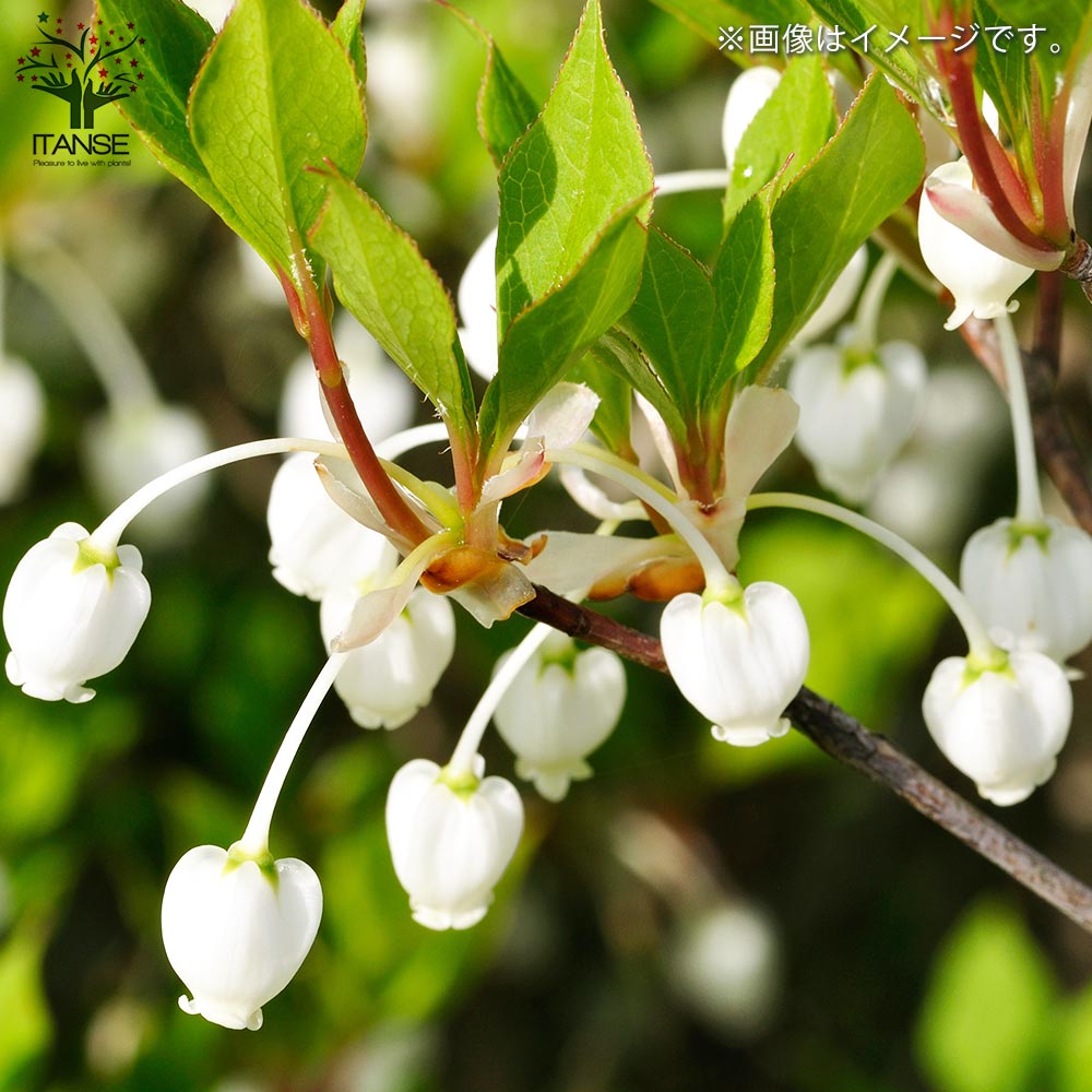 ドウダンツツジ (満天星躑躅)【花苗 根巻大苗／1個売り】｜ 【植物の