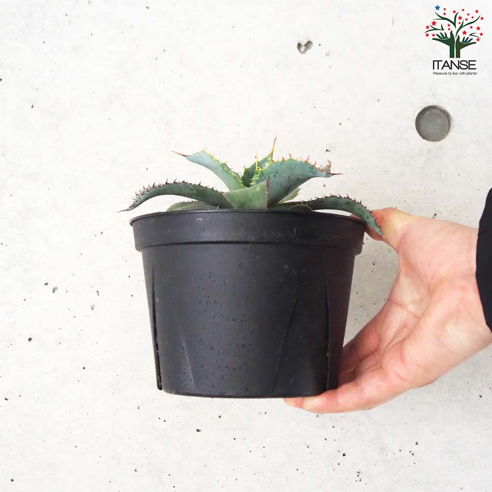 アガベ グアダラハラナ レオン【多肉植物 5号鉢／1個売り】｜ 【植物の