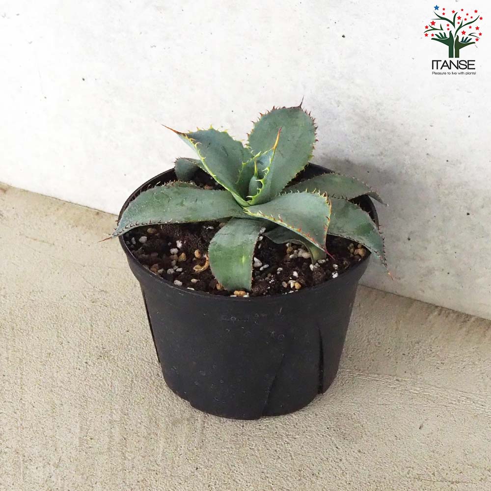 アガベ グアダラハラナ レオン【多肉植物 5号鉢／1個売り】｜ 【植物の