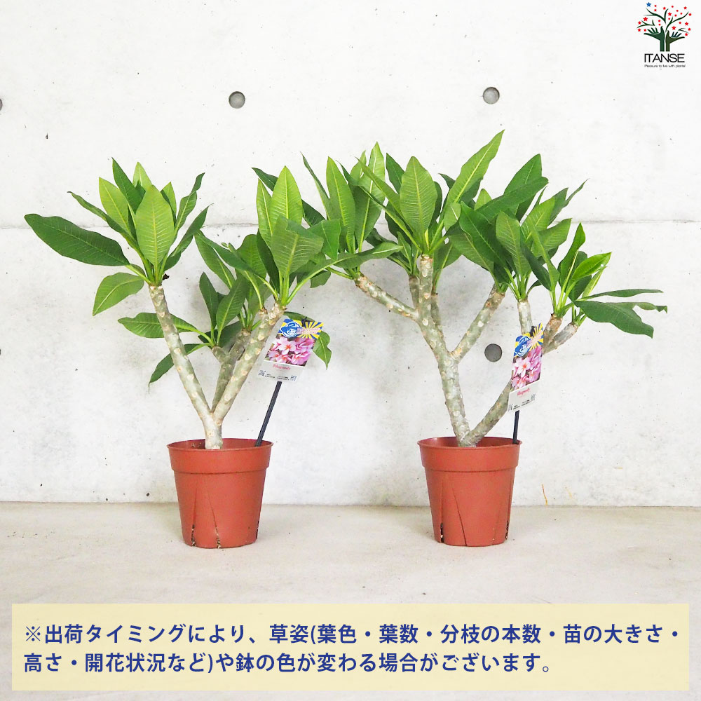 プルメリア苗木　プルメリア　5鉢　5号鉢 プルメリア苗木 品種：ブリザード【花苗 5号鉢／1個売り