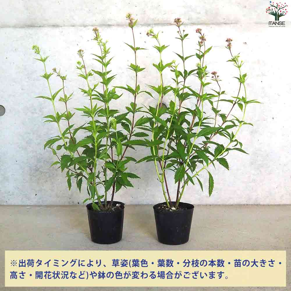 フジバカマ (薄紫・白花2色植え) 【庭木 3号ポット】｜ 【植物の