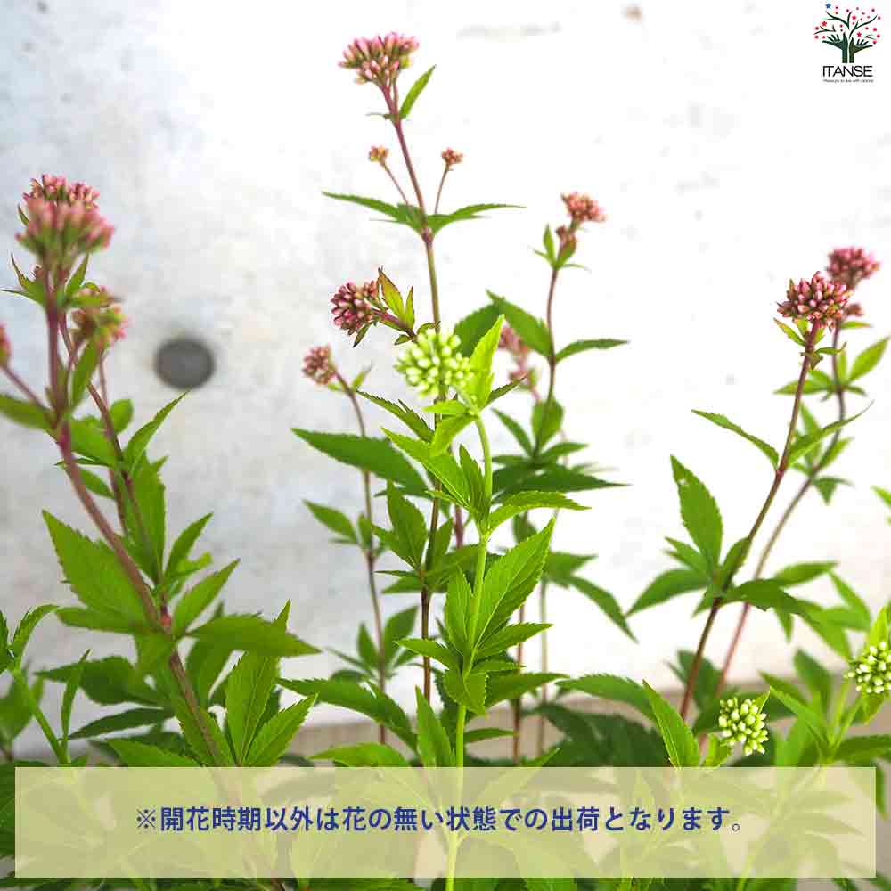 フジバカマ (薄紫・白花2色植え) 【庭木 3号ポット】｜ 【植物の