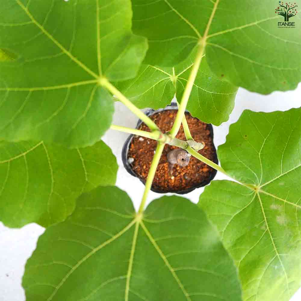 イチジク レディグレイ 【果樹の苗木 5号ポット／1個売り】