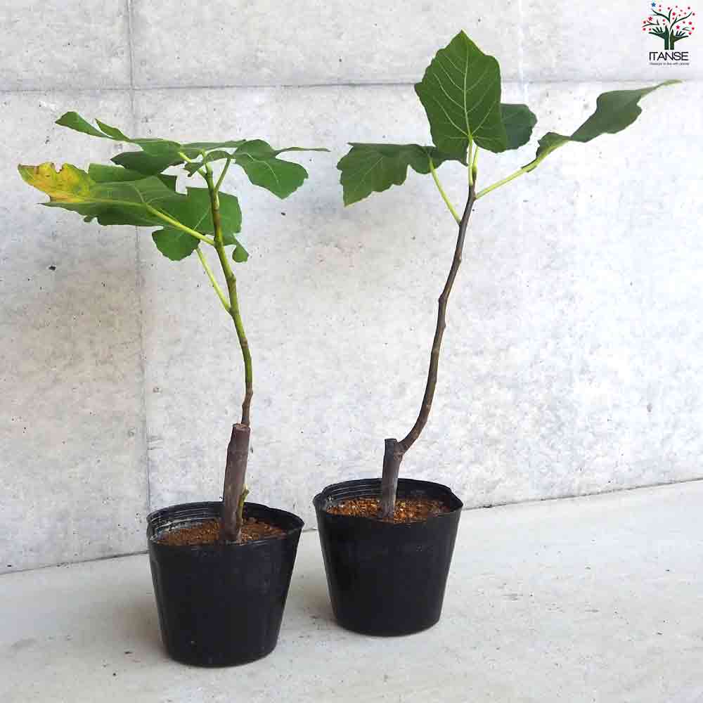 イチジク レディグレイ 【果樹の苗木 5号ポット／1個売り】