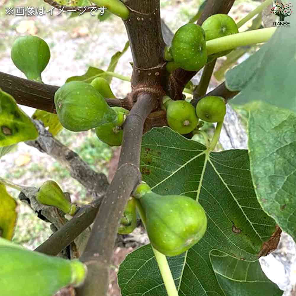 イチジク レディグレイ 【果樹の苗木 5号ポット／1個売り】｜ 【植物の