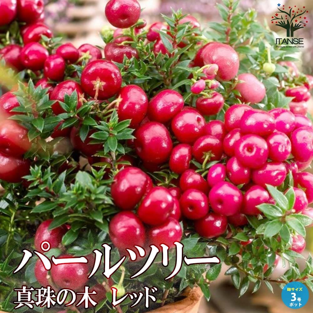 パールツリー 真珠の木  レッド