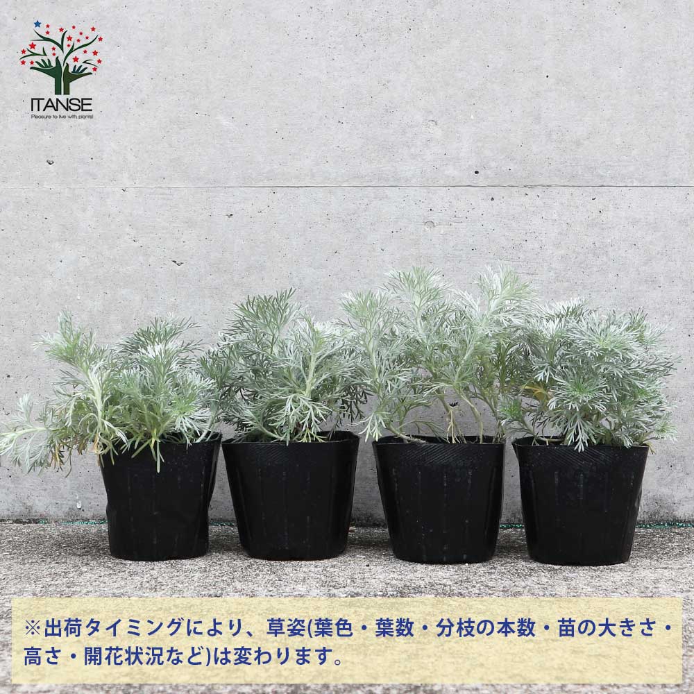 朝霧草(アサギリソウ) 多年草・カラーリーフ【花苗 3号ポット