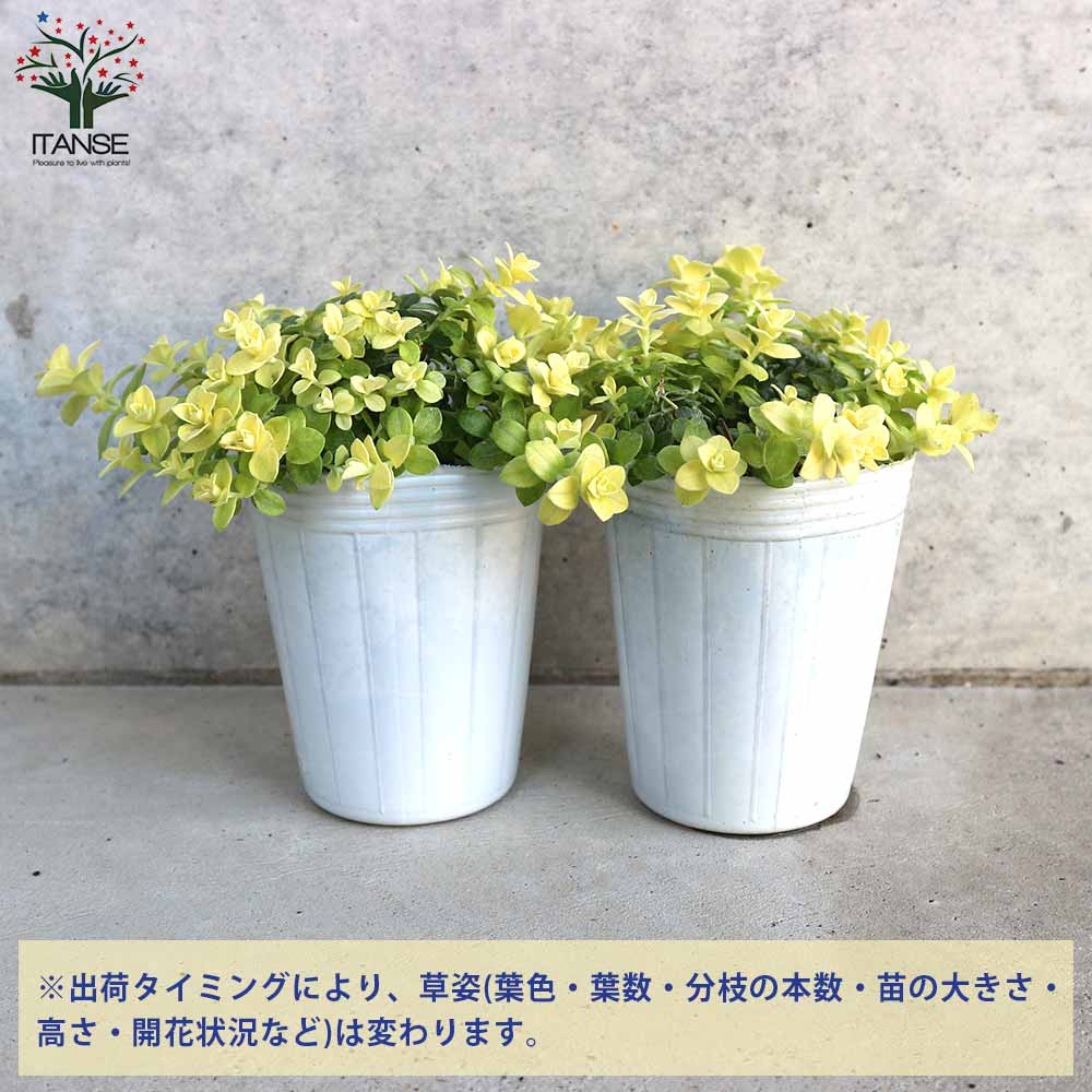 ヘリクリサム ライムミニ【花苗 2.5号ロングポット】｜ 【植物の